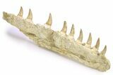 Mosasaur (Eremiasaurus?) Jaw with Nine Teeth - Morocco #260369-3